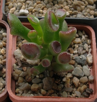 Выставка 15-17.04.2011 в &quot;Ваш сад&quot;