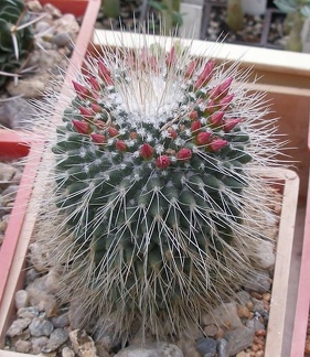 Выставка 15-17.04.2011 в &quot;Ваш сад&quot;