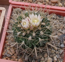 Выставка 15-17.04.2011 в &quot;Ваш сад&quot;