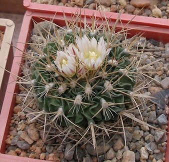 Выставка 15-17.04.2011 в &quot;Ваш сад&quot;