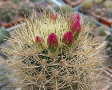 Выставка 15-17.04.2011 в &quot;Ваш сад&quot;