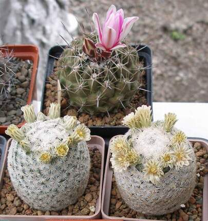 Выставка 15-17.04.2011 в &quot;Ваш сад&quot;