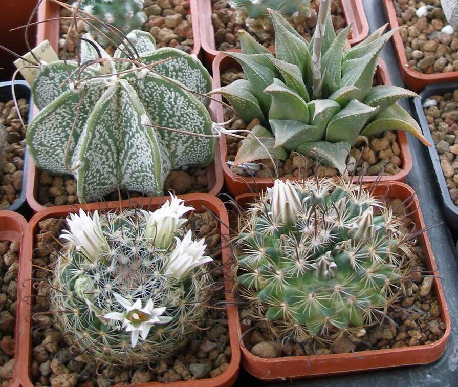 Выставка 15-17.04.2011 в &quot;Ваш сад&quot;