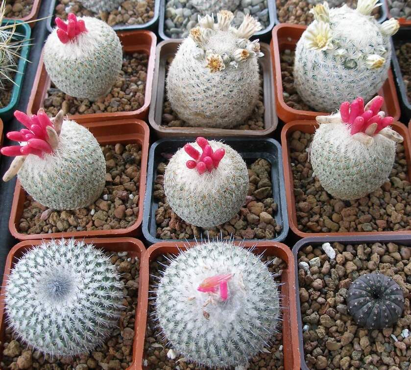 Выставка 15-17.04.2011 в &quot;Ваш сад&quot;