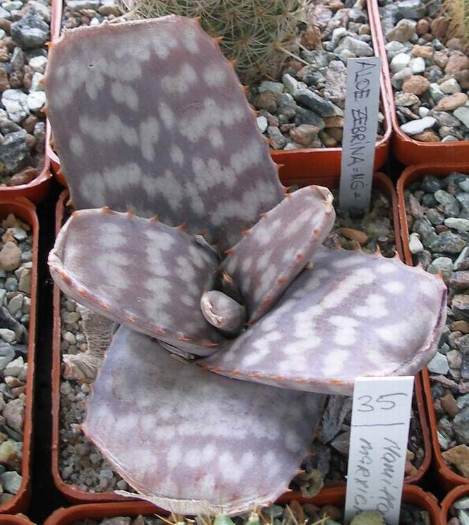 Выставка 15-17.04.2011 в &quot;Ваш сад&quot;