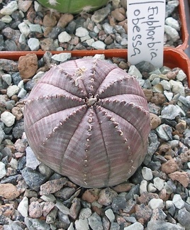 Выставка 15-17.04.2011 в &quot;Ваш сад&quot;