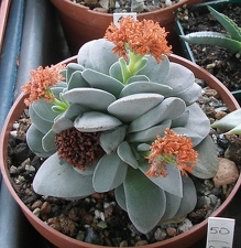 Выставка 15-17.04.2011 в &quot;Ваш сад&quot;