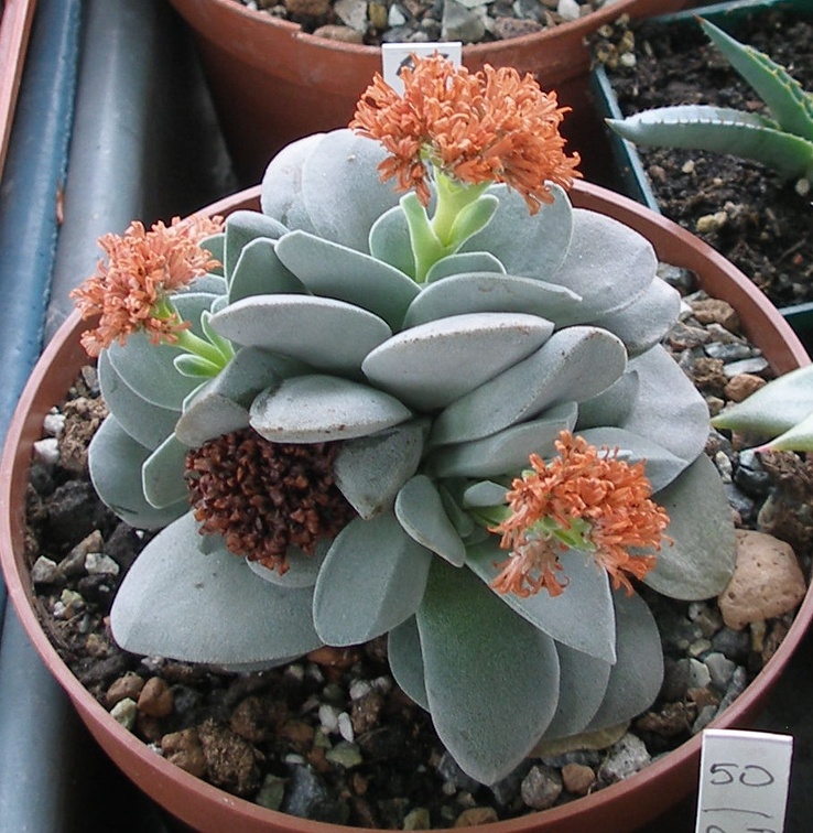 Выставка 15-17.04.2011 в &quot;Ваш сад&quot;