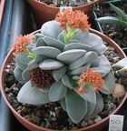 Выставка 15-17.04.2011 в &quot;Ваш сад&quot;