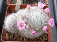 Выставка 15-17.04.2011 в &quot;Ваш сад&quot;