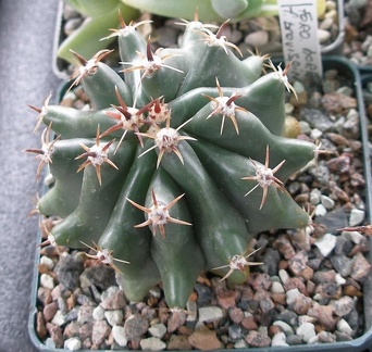 Выставка 15-17.04.2011 в &quot;Ваш сад&quot;