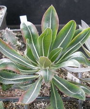 Выставка 15-17.04.2011 в &quot;Ваш сад&quot;