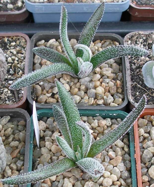 Выставка 15-17.04.2011 в &quot;Ваш сад&quot;