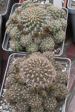 Выставка 15-17.04.2011 в &quot;Ваш сад&quot;