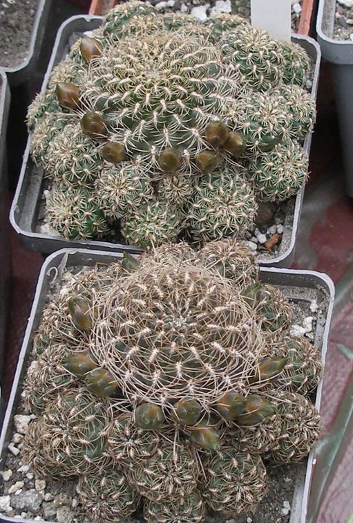 Выставка 15-17.04.2011 в &quot;Ваш сад&quot;