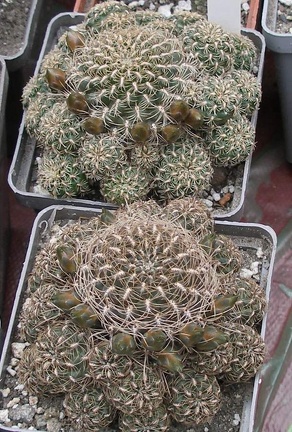 Выставка 15-17.04.2011 в &quot;Ваш сад&quot;