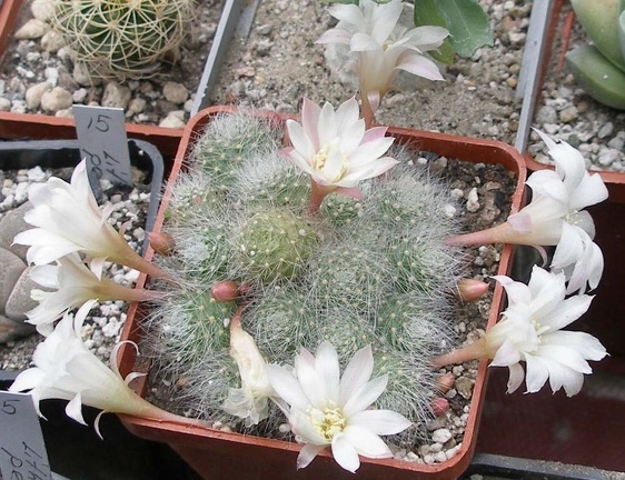 Выставка 15-17.04.2011 в &quot;Ваш сад&quot;