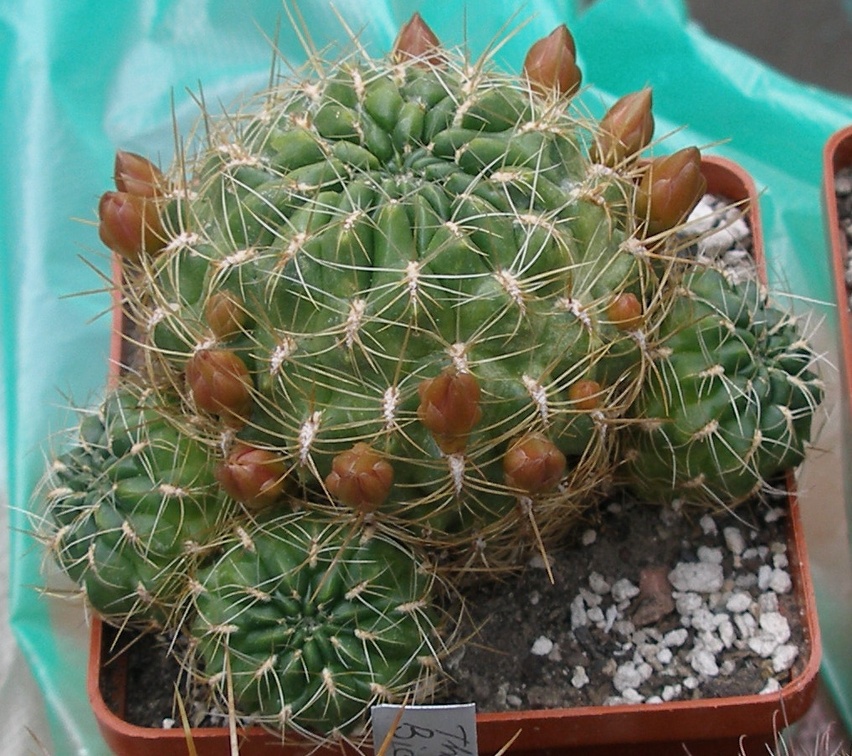 Выставка 15-17.04.2011 в &quot;Ваш сад&quot;