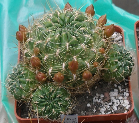 Выставка 15-17.04.2011 в &quot;Ваш сад&quot;