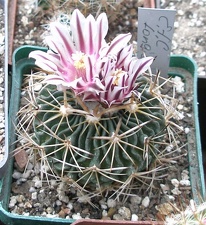 Выставка 15-17.04.2011 в &quot;Ваш сад&quot;