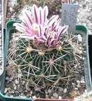 Выставка 15-17.04.2011 в &quot;Ваш сад&quot;