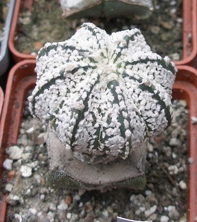 Выставка 15-17.04.2011 в &quot;Ваш сад&quot;