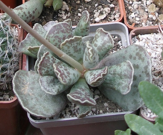 Выставка 15-17.04.2011 в &quot;Ваш сад&quot;