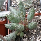 Выставка 15-17.04.2011 в &quot;Ваш сад&quot;