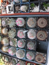 Выставка 11-12 апреля 2009 (Одесса)