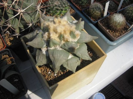 Выставка 11-12 апреля 2009 (Одесса)