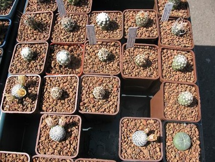 Выставка 19-20 апреля 2008 (Одесса)