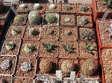 Выставка 19-20 апреля 2008 (Одесса)