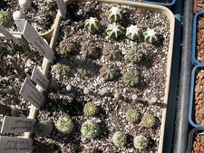 Выставка 19-20 апреля 2008 (Одесса)