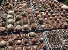 Выставка 19-20 апреля 2008 (Одесса)