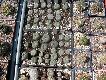 Выставка 19-20 апреля 2008 (Одесса)