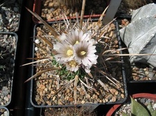 Выставка 19-20 апреля 2008 (Одесса)