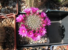 Выставка 19-20 апреля 2008 (Одесса)