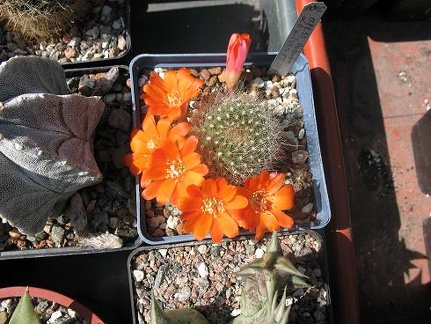 Выставка 19-20 апреля 2008 (Одесса)