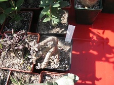 Выставка 19-20 апреля 2008 (Одесса)