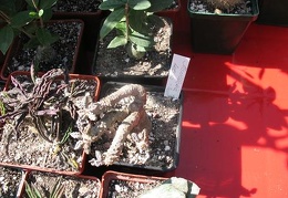 Выставка 19-20 апреля 2008 (Одесса)
