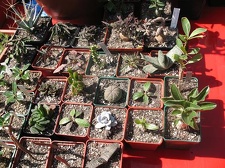 Выставка 19-20 апреля 2008 (Одесса)