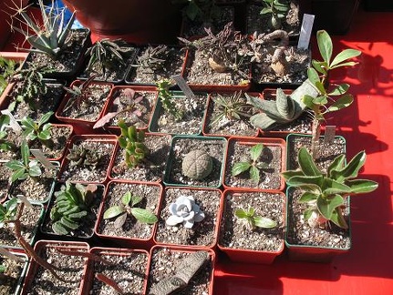 Выставка 19-20 апреля 2008 (Одесса)