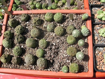 Выставка 19-20 апреля 2008 (Одесса)