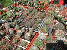 Выставка 19-20 апреля 2008 (Одесса)