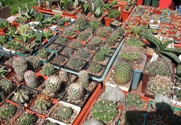 Выставка 19-20 апреля 2008 (Одесса)