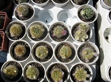 Выставка 19-20 апреля 2008 (Одесса)