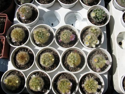 Выставка 19-20 апреля 2008 (Одесса)