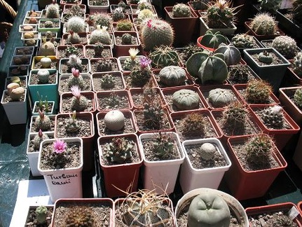 Выставка 19-20 апреля 2008 (Одесса)