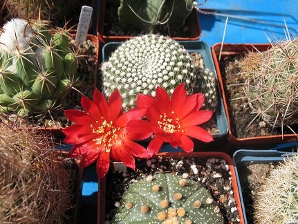 Выставка 19-20 апреля 2008 (Одесса)