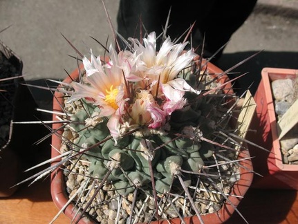 Выставка 19-20 апреля 2008 (Одесса)